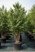 Dura-Heat River Birch clump form 10-12 feet tall with exfoliating cinnamon-cream bark and multiple trunks