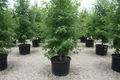 Redpointe Red Maple tree nursery stock photo