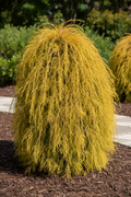 Gold Thread Cypress