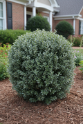Dwarf Yaupon Holly