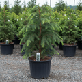 Canadian Hemlock in black nursery trade container, graceful evergreen conifer with soft dark green flat needles on gently drooping branches, pyramidal form, outdoor nursery lot background