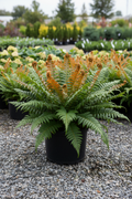 Autumn Fern Brilliance in black nursery pot with coppery-orange new fronds and glossy green mature fronds at garden center
