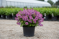 Baby Kim® Lilac nursery stock with gravel yard background