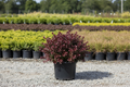 Barberry Crimson Pygmy compact dwarf shrub with deep burgundy-red foliage, nursery stock