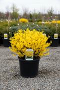 Show Off Starlet Forsythia Proven Winners in black nursery pot with golden-yellow blooms at garden center