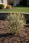 Mr. Poppins Winterberry Holly