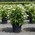 Blue Muffin Arrowwood Viburnum 22-24 inch in black nursery trade container, white flower clusters, outdoor nursery lot background