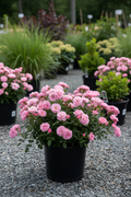 Drift Rose in black nursery pot with clusters of pink blooms and dark green foliage at garden center