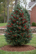 Crown Point Holly