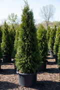North Pole Arborvitae narrow columnar evergreen in nursery container