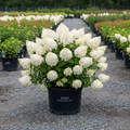 BOBO Dwarf Panicle Hydrangea in black nursery trade container, compact mounding shrub covered in large white cone-shaped flower panicles, outdoor nursery lot background