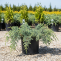 Blue Pacific Shore Juniper in black nursery trade container, low spreading silvery-blue-green foliage, outdoor nursery lot background