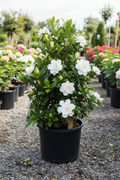 Frost Proof Gardenia in black nursery pot with large white fragrant blooms and glossy dark green foliage at garden center