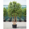 Fox Valley® Dwarf River Birch in 15-gallon nursery container, approximately 8 feet tall, with peeling cinnamon-cream bark and green foliage