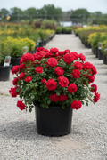 Double Knock Out Rose in black nursery pot covered in double cherry-red blooms with dark green foliage at garden center