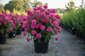 Althea 'Full Blast™' Rose of Sharon shrub with fully double magenta-pink flowers in black nursery container