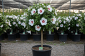Althea 'Red Heart' Rose of Sharon in tree form with white flowers and crimson-red eye in black nursery container