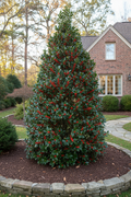Monarch Holly