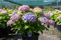 Tuff Stuff Ah-Ha Mountain Hydrangea nursery stock photo