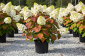 Autumn Reprise Oakleaf Hydrangea nursery stock photo