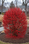 Winter Red Winterberry Holly