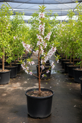 Belle of Georgia Peach tree 3 feet tall in a 5 gallon nursery container