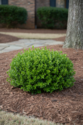 Wintergreen Boxwood