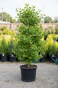 Ginkgo biloba large tree in 10 gallon black nursery pot with fan-shaped green leaves at garden center