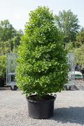 Ginkgo Presidential Gold large specimen tree in 30 gallon nursery container with fan-shaped green leaves at garden center