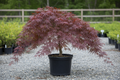 Crimson Queen Japanese Maple