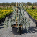 Blue Cascade Weeping Blue Atlas Cedar in black nursery trade container, cascading silvery-blue branches, outdoor nursery lot background