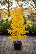 Ginkgo biloba Autumn Gold tree in black nursery pot with brilliant golden-yellow fan-shaped leaves at garden center