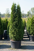 Arborvitae Hetz Wintergreen columnar evergreen in nursery container
