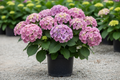 Let's Dance Arriba Bigleaf Hydrangea in full bloom
