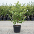 Cameo Apple tree in black nursery trade container, young deciduous fruit tree with green leaves, outdoor nursery lot background