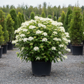 Blue Muffin Arrowwood Viburnum in black nursery trade container, white flower clusters, outdoor nursery lot background