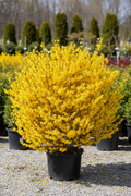 Forsythia Lynwood Gold in black nursery pot covered in dense golden-yellow spring blooms at garden center