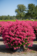 Pocomoke Bright Pink Dwarf Crape Myrtle bush in full bloom