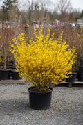 Forsythia in black nursery pot covered in bright golden-yellow spring blooms at garden center