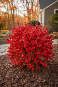 Red Sprite Winterberry Holly