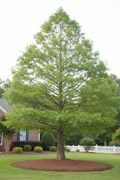 Bald Cypress