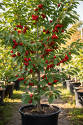 Montmorency Sour Cherry tree in nursery container