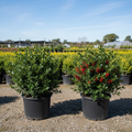 Blue Prince and Blue Princess Holly combo, male and female plants side by side in black nursery trade containers, red berries on female plant, outdoor nursery lot background