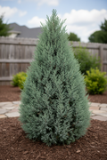 Soft Serve False Cypress