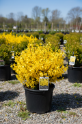 Show Off Sugar Baby Forsythia Proven Winners in black nursery pot with golden-yellow blooms at garden center