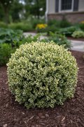 Variegated Boxwood