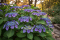 Let's Dance Blue Jangles Bigleaf Hydrangea in full bloom