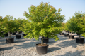 Native Red Maple tree nursery stock photo