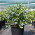 Powder Blue blueberry bush in 3-gallon nursery container