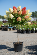 Fire Light panicle hydrangea tree form in black nursery pot with white to strawberry red panicles on single trunk